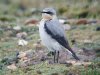 Wheatear at Gunners Park (Steve Arlow) (132220 bytes)